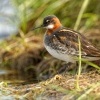 Lyskonoh uzkozoby - Phalaropus lobatus - Red-necked Phalarope 5124